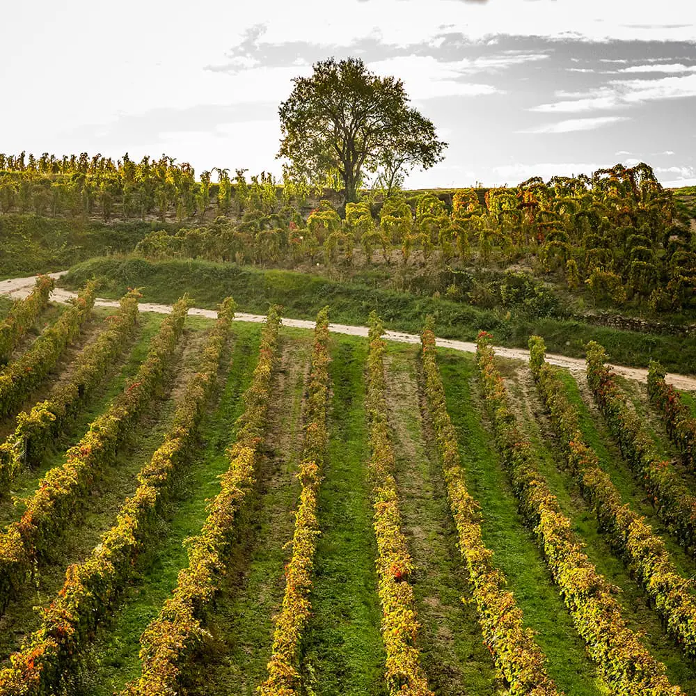 Vignes AOC Crozes-Hermitage