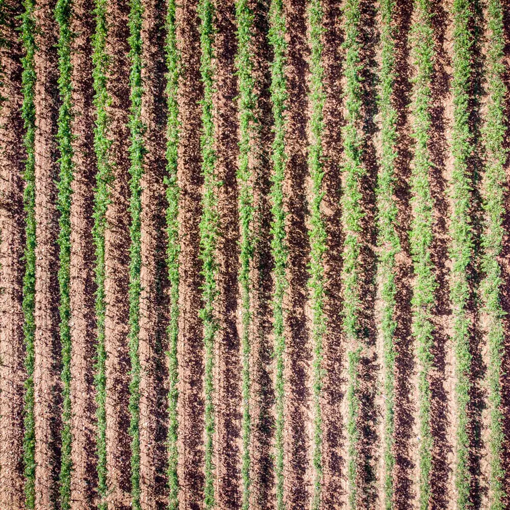 Vignes AOC Crozes-Hermitage, vue du ciel