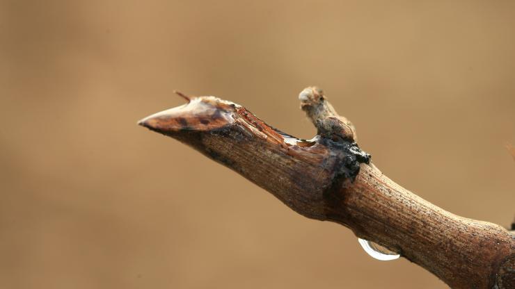 En mars, la vigne pleure