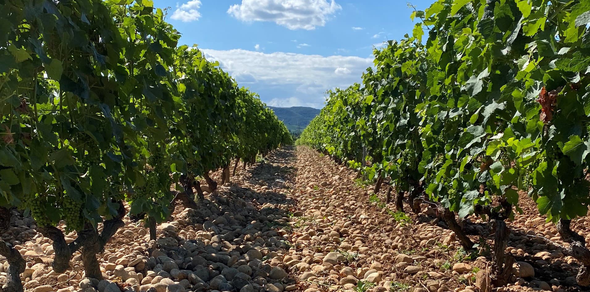 Vigne chemin galets