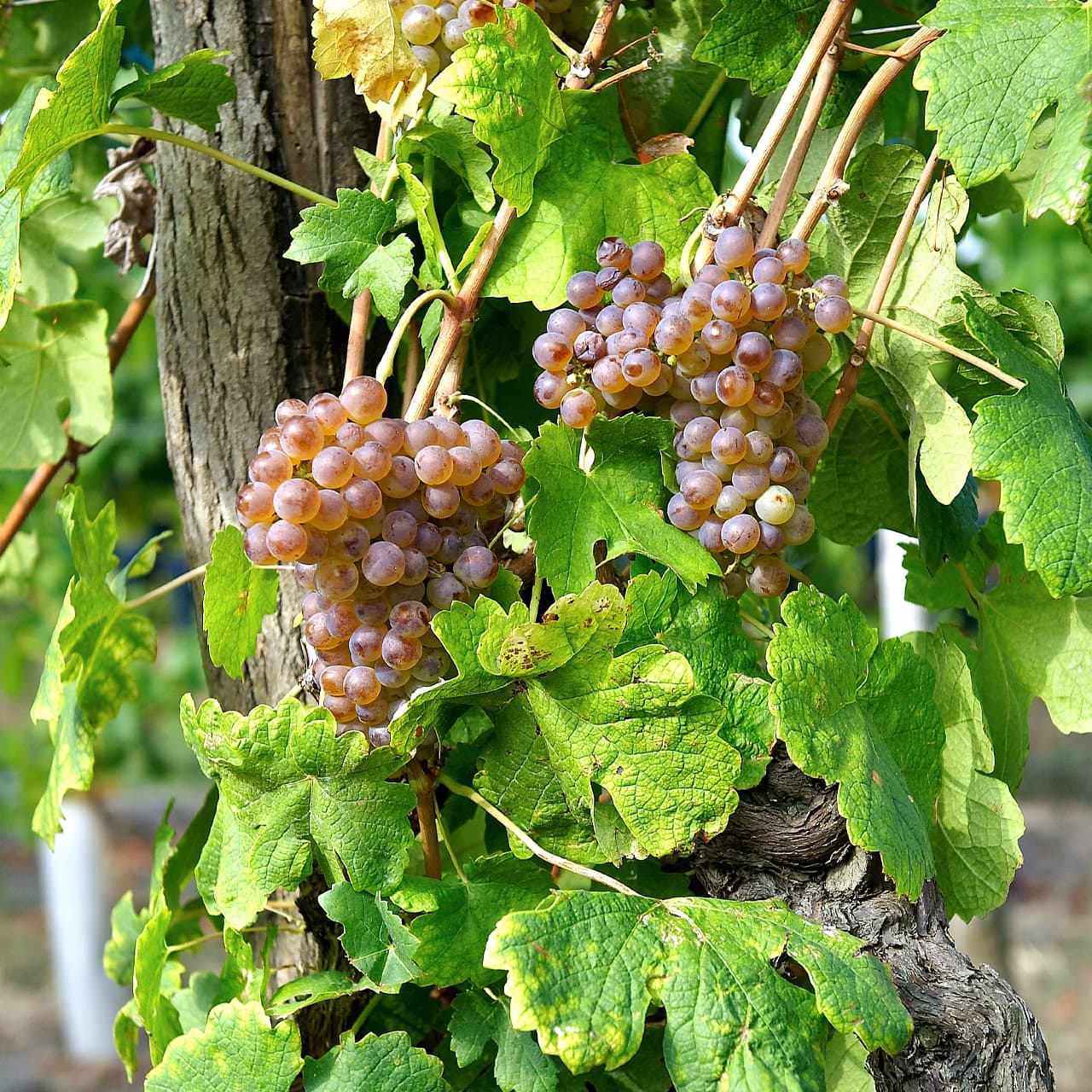 grappe de raisins sur pied de vigne, crozes-hermitage