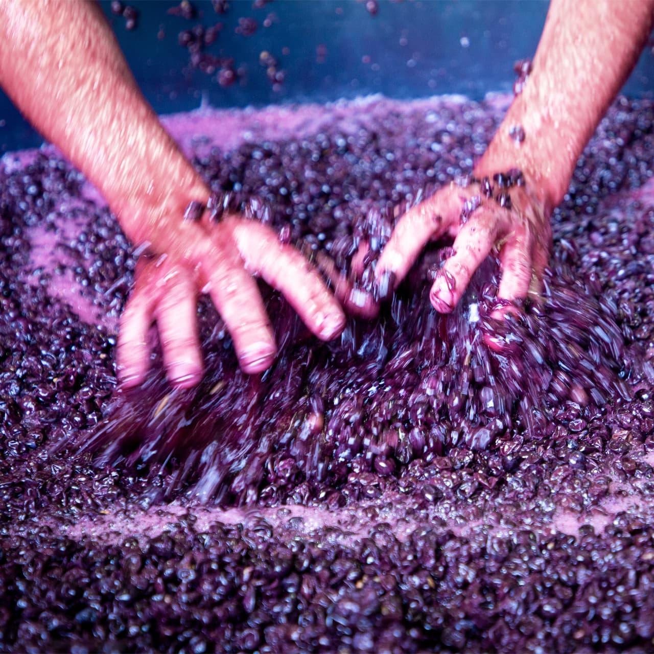 ambiance mains dans le vins, brassage raisins, Crozes-Hermitage