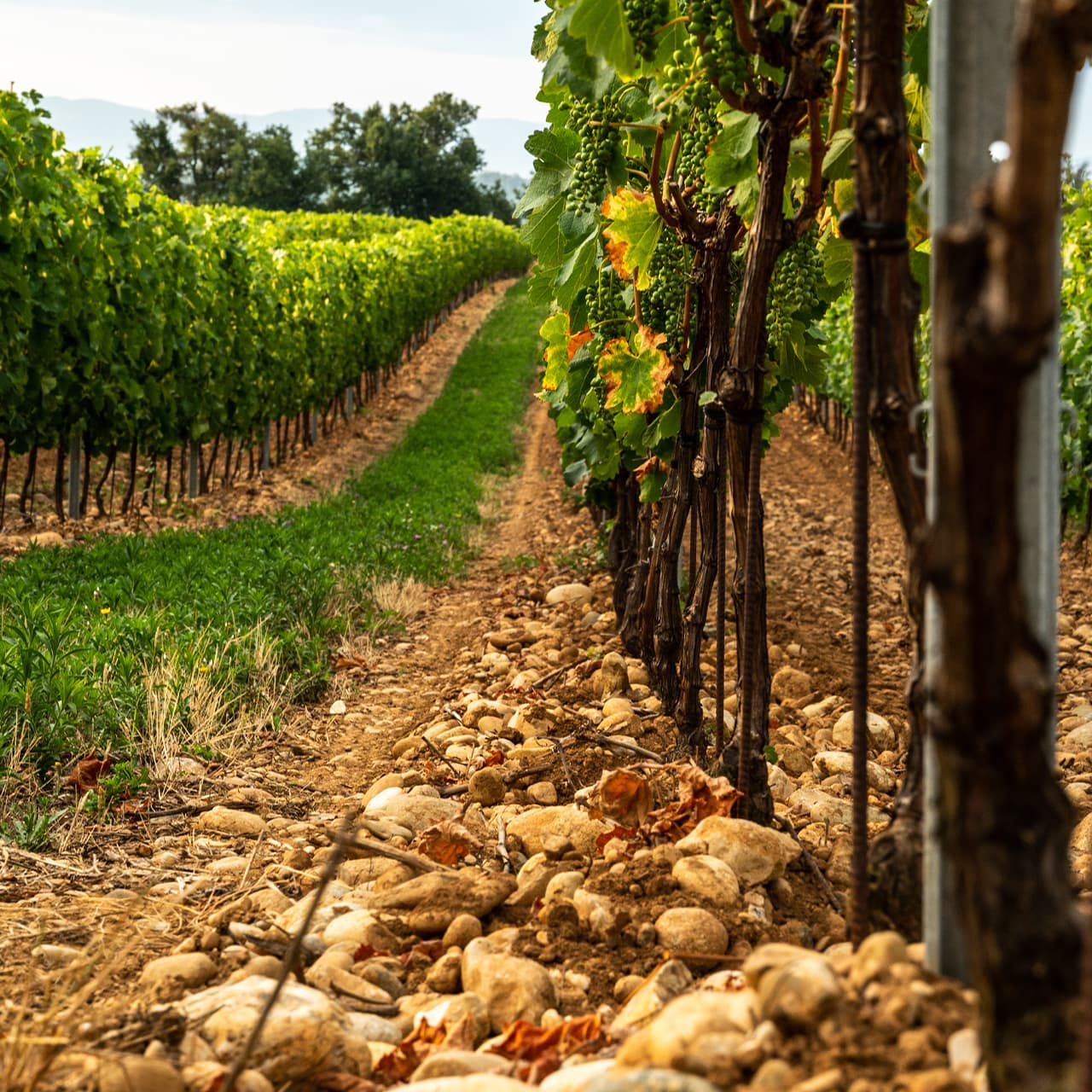 img-ambiance-terroir-crozes-hermitage-1280x1280px.jpg