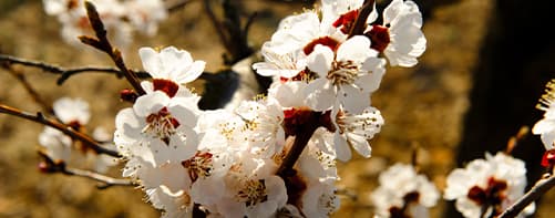 Fleurs de cerisiers