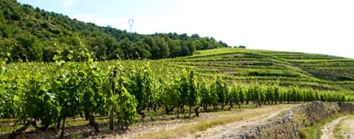 paysage terroir Crozes-Hermitage